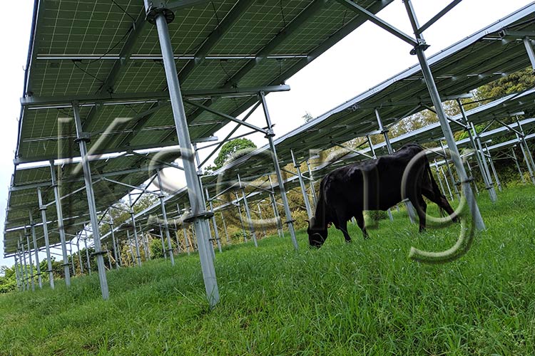A agricultura solar pode melhorar a indústria agrícola moderna?
